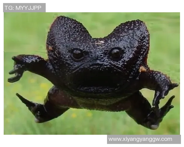 足球明星的搞笑瞬间与可爱造型大集合让你忍俊不禁的丑萌图片欣赏